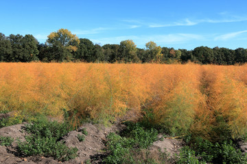Spargelfeld im Herbst