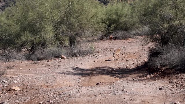 Coyote runs down a wash in the Sonoran desert near Bartlett Lake Arizona