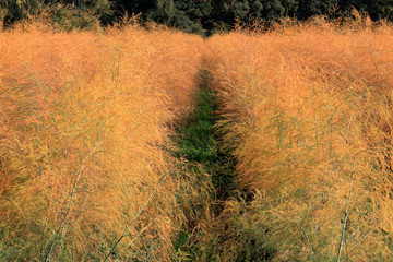 Spargelfeld im Herbst