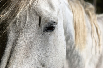 Auge und Kopf eines Schimmels