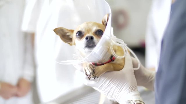 Dog veterinarian treatment