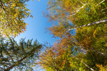 Fototapeta premium bunte Laubbäume im Herbst