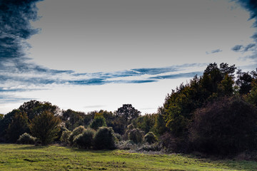 Obraz premium walk in Hatfield forest