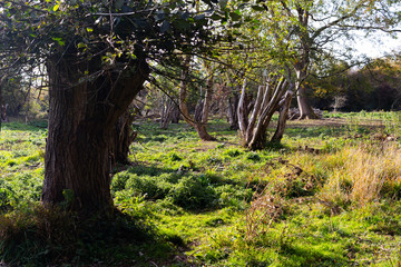 walk in Hatfield forest