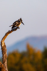Pied King Fisher