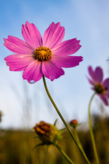 Cosmos Morning