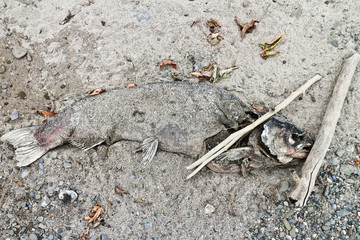 Dead fish
