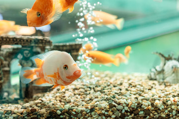Underwater scene with the company from goldfishes in a house aquarium and vials of air on a...