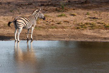 Zebra Reflections