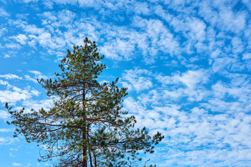                                A pine tree with a cloudy blue sky on a background. Copy space.