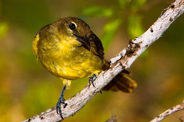 Yellow-Bellied Bulbul