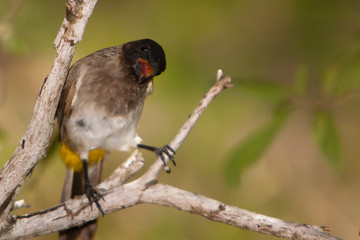 Black Eyed Bull Bull