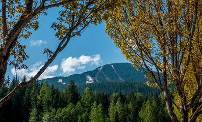 Whistler Mountain framed by spring trees with blue sky