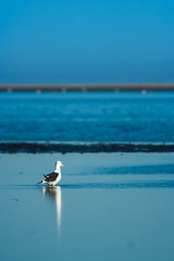 Kelp Gull reflection