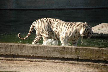 Zoo de Madrid