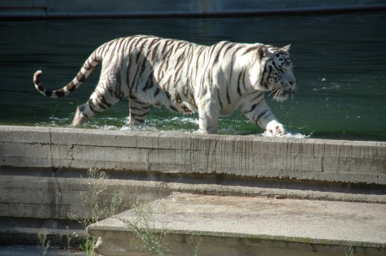 Zoo de Madrid