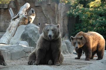 Zoo de Madrid