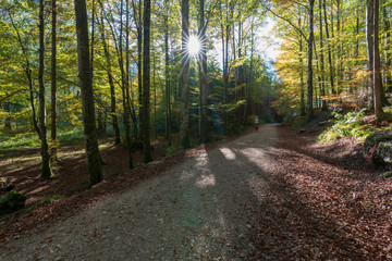 Obraz premium Wanderweg am Langbathsee mit vielen Laubbäumen im Herbst