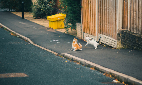 Two male cats fight down a street in Sheffield, UK