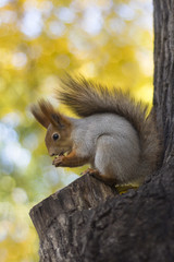 In an idyllic autumnal scene, a squirrel perches atop a rough tree stump, delicately holding food with its small paws as it enjoys a snack. Concept of: Cozy forest moment