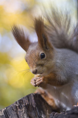 Naklejka na ściany i meble The squirrel eats nut on a tree in the autumn wood