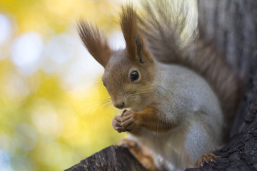 Naklejka na ściany i meble The squirrel eats nut on a tree in the autumn wood