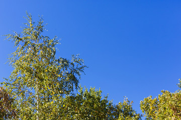 autumn trees against the sky