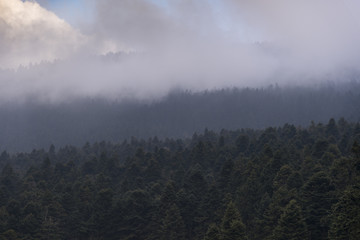 Pine trees in winter.