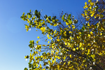 autumn trees against the sky
