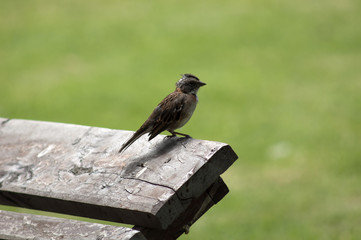 Bird