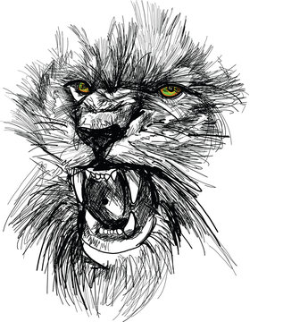 Sketch of lion head