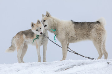Zwei Schlittenhunde in Grönland, die sich necken