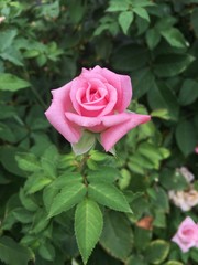 Pink rose 