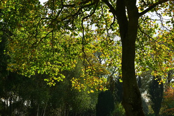 Sycamore tree, Jersey, U.K.
Autumn morning sunlight.