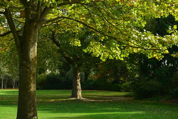 Autumn parkland, Jersey, U.K.
Sunny and calm seasonal image.