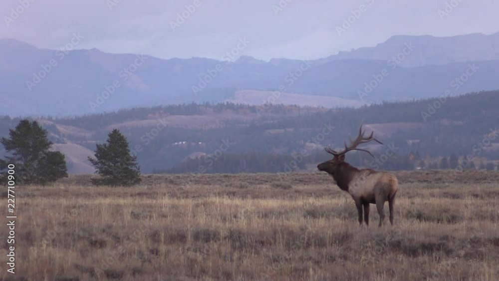 Poster Bull elk in Meadow During the Fall Rut