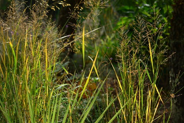 Delicate grass, Jersey, U.K.
Abstract image of plants in Autumn sunlight.
