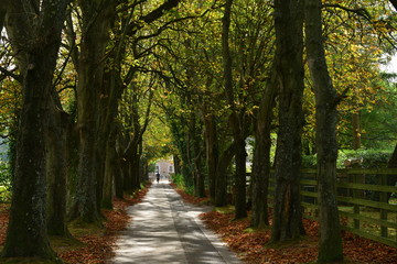 Autumn avenue, Jersey, U.K.
Seasonal trees line a lane.