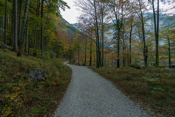 Obraz premium Wanderweg am Langbathsee mit vielen Laubbäumen im Herbst