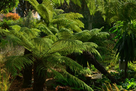 Dicksonia antartica fern, U.K.
Jurassic plant.