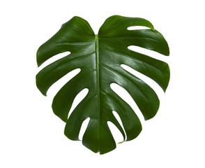 Fresh monstera leaf isolated on white background © Liaurinko