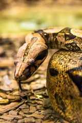 Boa constrictor, a species of large, heavy bodied snake.