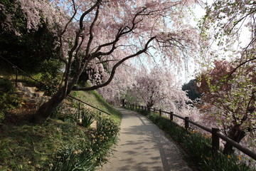 しだれ桜の散歩道