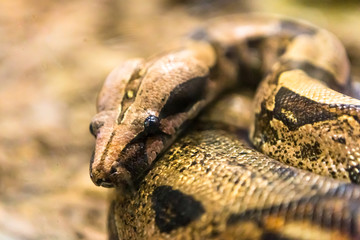 Boa constrictor, a species of large, heavy bodied snake.