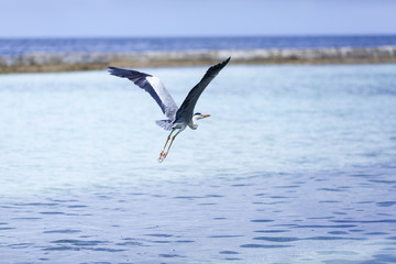 夕焼け, 海, 太陽, 空, 水, 日の出, 浜, 帆船, 地平線, 自然, オレンジ, 雲, 風景, 今夜, 夜明け, 旅行, ボート, 光, クルーズ, モルジブ, モルディブ, リラックス, カップル, 家族, ツアー, 海外, 地中海, インド洋, ハワイ, 沖縄, 海南島, リゾート, 水上, ヴィラ, 高級, ホテル, 民泊, 旅館, 老舗, 料理, 和食, 洋食, フランス, イタリ