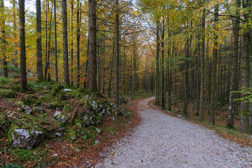 Fototapeta premium Wanderweg am Langbathsee mit vielen Laubbäumen im Herbst