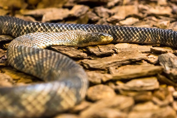 Amazon rainbow boa, one of the most beautiful snakes in the world
