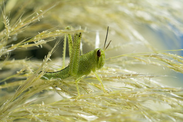 Young green grasshopper in the pale grass