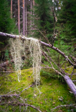 Usnea barbata on the fir branch close-up