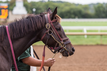 Obraz premium Chocolate horse being led to track